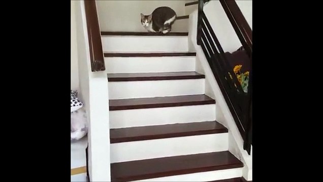 Ce chat est amputé de deux pattes, mais la manière dont il se déplace vous surprendra !