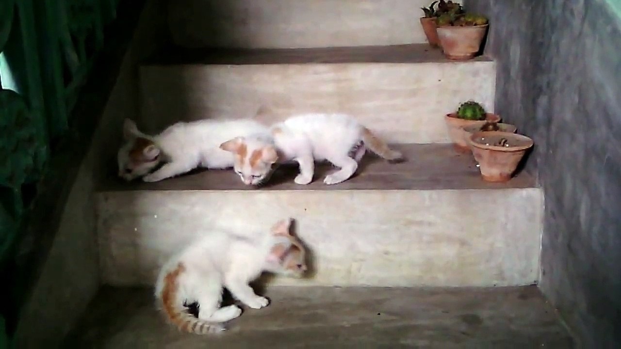 Baby cat shouting