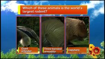 The Worlds Largest Rodents