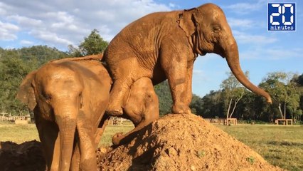 Un éléphant se venge ... en pétant ! - Le rewind du mercredi 21 décembre 2016.