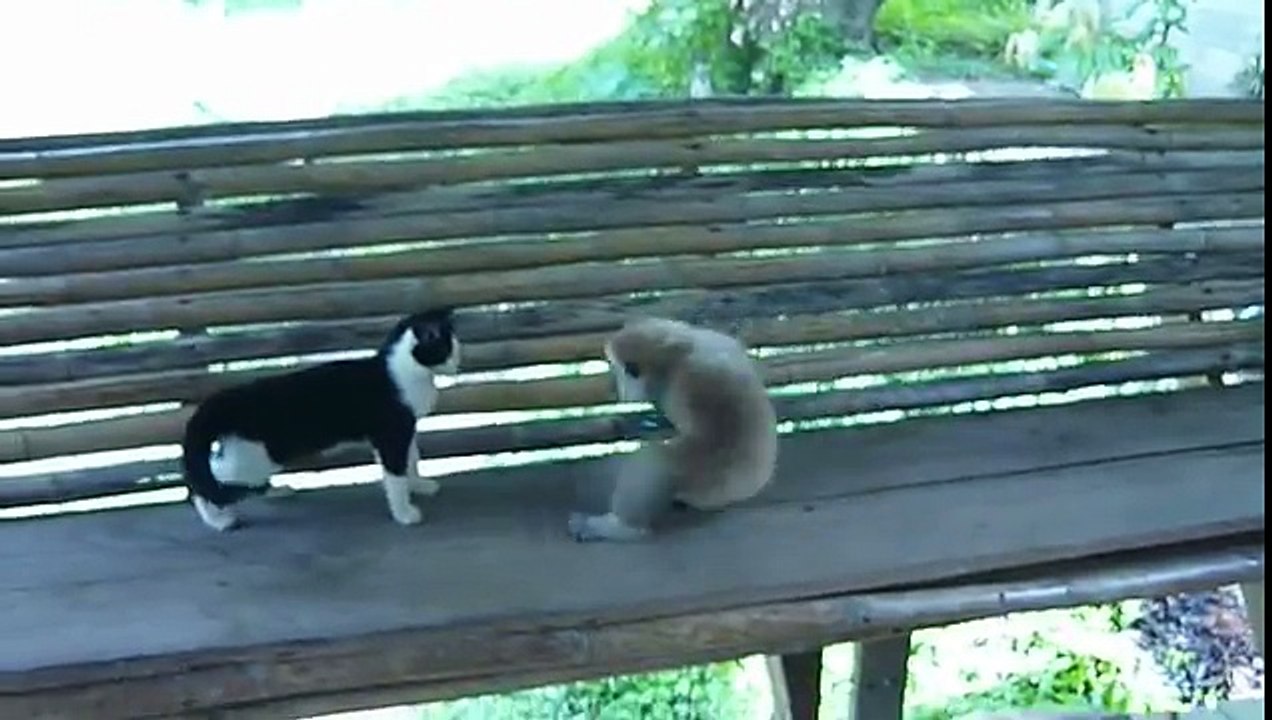 Monkey vs Cat – Apparently These 2 Creatures Can Never Get Along with Each Other