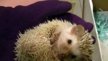 OWNING A PET HEDGEHOG FIRST DAY