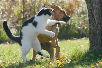 Kedi Köpek Avlıyor