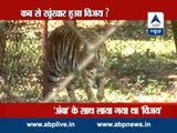 90 seconds of battle with life l This is how white tiger Vijay killed Maqsood in Delhi zoo!