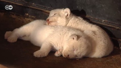 Vahşi yaşam yok oluyor