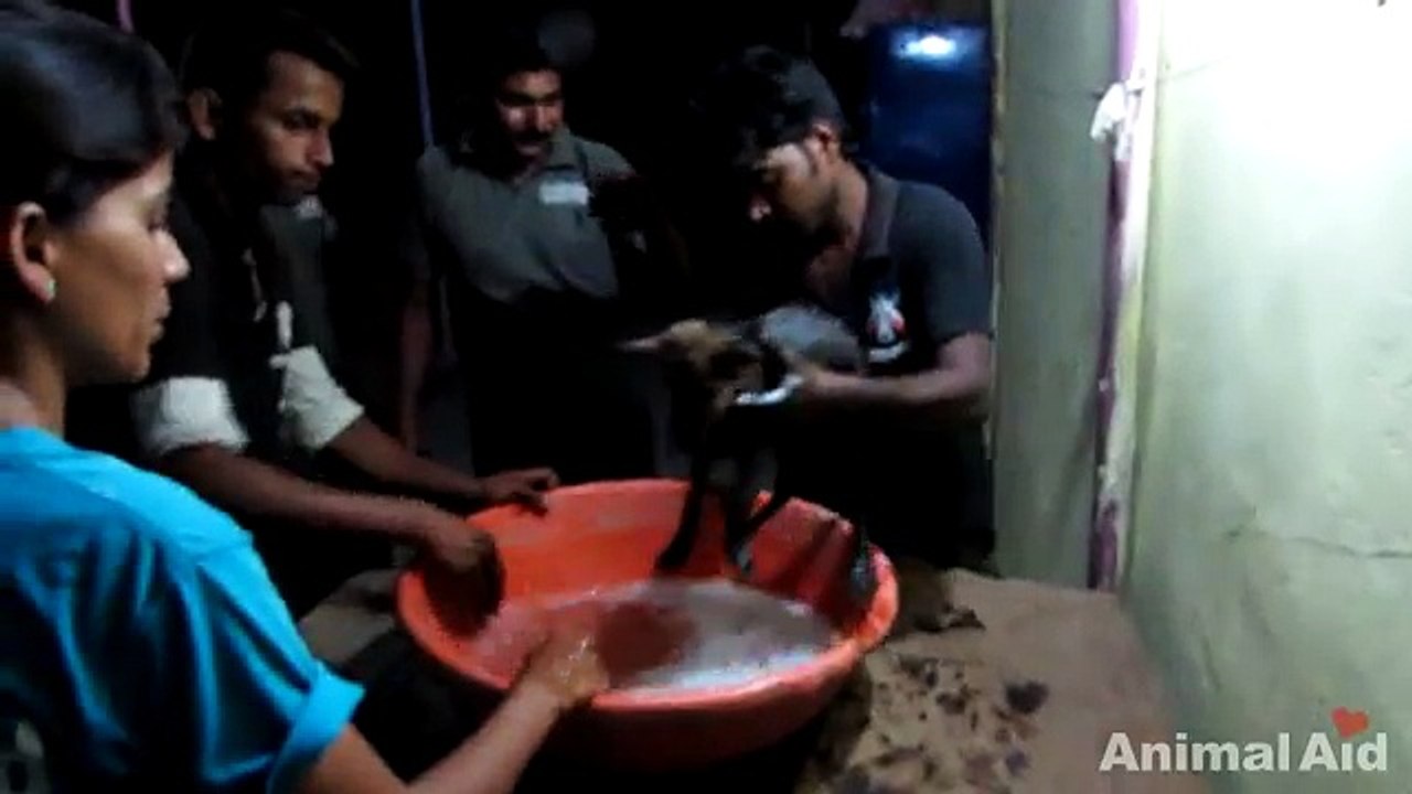 Ils sauvent de justesse un chiot tombé dans du goudron. Émouvant !