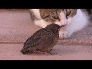 Gentle Cat Just Wants to Play With This Bird
