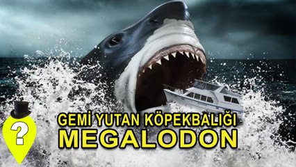 Gemi Yutan Köpekbalığı : Megalodon