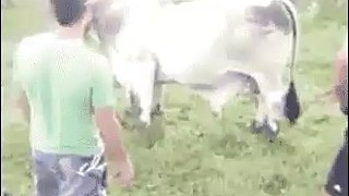 A Man Fight A Ox