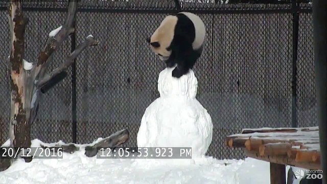 Quand un Panda rencontre un Bonhomme de neige