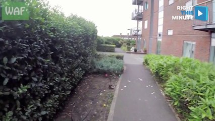 Runaway Duckling Plays 'Hide And Seek' With Rescuers