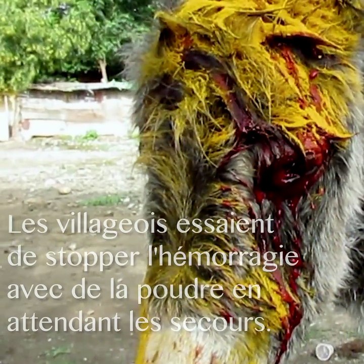 Après une attaque, son bébé est gravement blessé. La réaction de cette ânesse vous émouvra !
