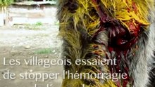 Après une attaque, son bébé est gravement blessé. La réaction de cette ânesse vous émouvra !