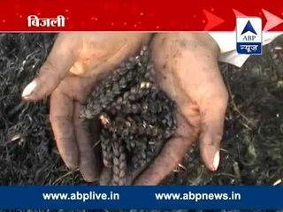 UP: crop charred after high tension wire falls on agricultural land