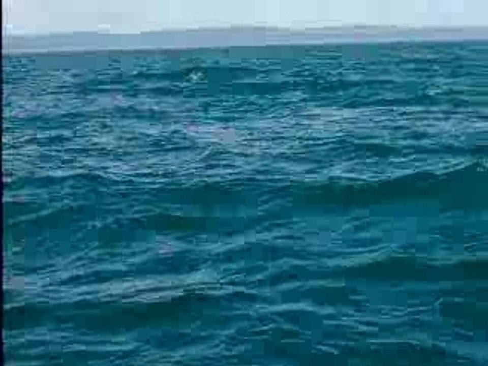 Les baleines du St Laurent