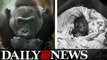 Colo, The World’s Oldest Gorilla At The Columbus Zoo Will Be 60-Years-Old