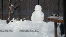 Un panda s'amuse avec un bonhomme de neige