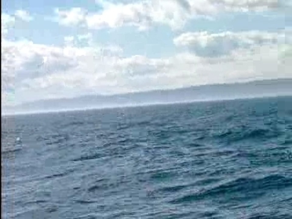 Les baleines du St Laurent (2)