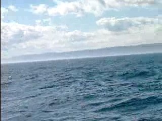 Les baleines du St Laurent (2)