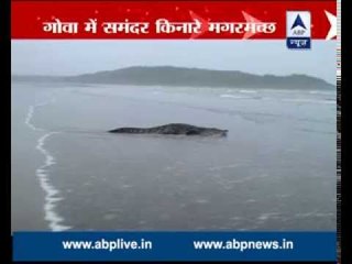 Images of crocodile roaming on Morjim beach of Goa goes viral