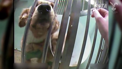 « La souffrance est réelle » - ces expériences sur les chiens sont financées par Téléthon