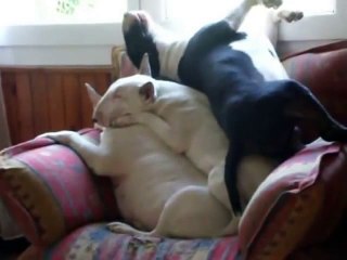 Hilarious Dog Tries To Sleep On Top Of Two Other Dogs