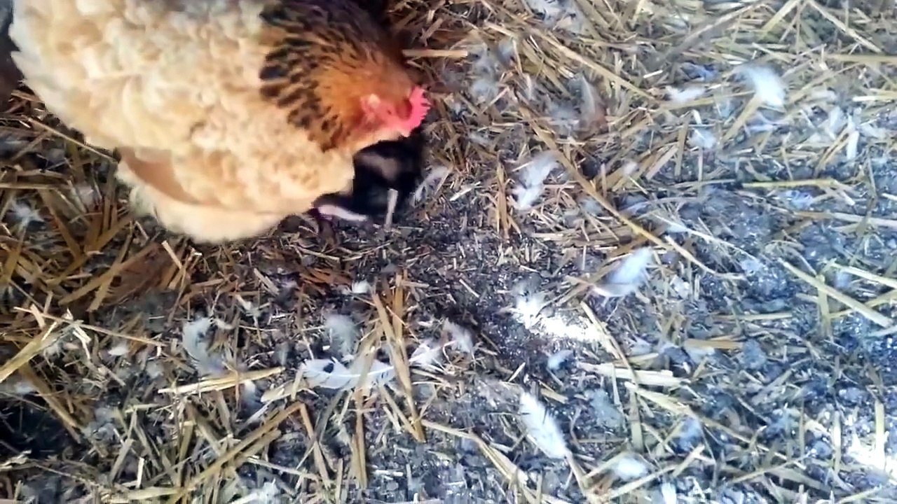 Cuando el granjero fue a recoger el huevo de su gallina , lo que encontró fue INCREÍBLEMENTE TIERNO!