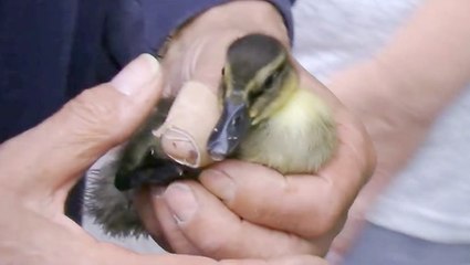 Runaway Duckling Plays &apos;Hide And Seek&apos; With Rescuers
