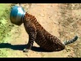 Viral Video: Leopard gets his head stuck while trying to drink water from a utensil in Raj