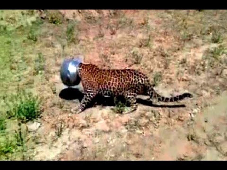 Rajasthan: Forest department rescues leopard whose head got stuck in a metal pot