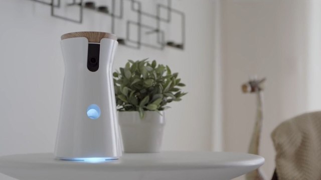 This camera lets you toss your dog a treat from anywhere in the world