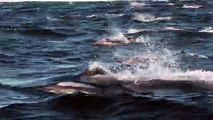 Pod of Killer Whales Hunt a Dolphin Stampede