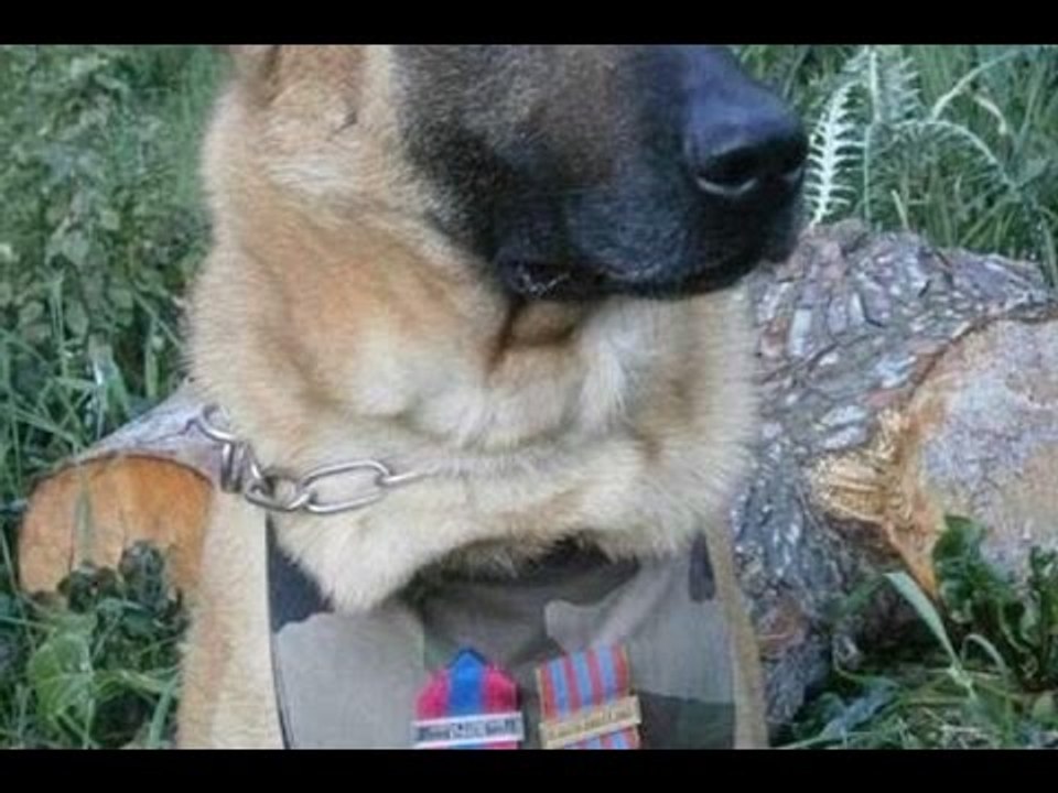 Paris Attacks: French police dog Diesel, the Belgian Shepherd died fighting with terrorist