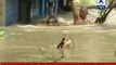 Visuals of woman swimming across a flooded road of Chennai for safety