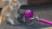 Monkey Baffled by Vacuum Cleaner Examines It Closely