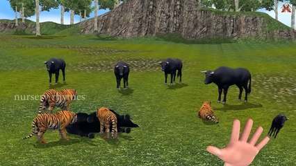 Finger Family || BIG CATS GROUP ATTACK ON BULLS version || Nursery Rhymes and Baby Songs