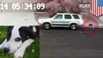 Anjing yang dibuang berlari mengejar mobil pemiliknya - Tomonews