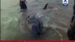 100 blue whales wash ashore on Tamil Nadu coast