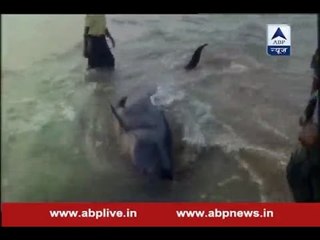 100 blue whales wash ashore on Tamil Nadu coast