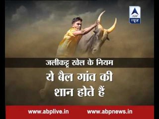 Most dangerous sport 'Jallikattu' is back!