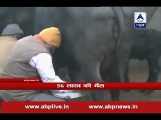 An audi car is cheaper than this buffalo!