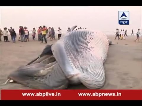 A 30-foot dead whale washed up on the Juhu beach in Mumbai