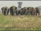 One dies as a group of wild elephants enter Bihar's Aurangabad