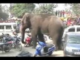 Wild elephant damages around 100 houses in West Bengal's Siliguri