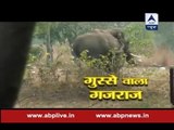 Jungle: The story of furious elephant and how was he captured