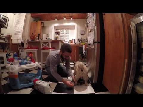 Elf-Dressed Dog Wears Delightful Diaper