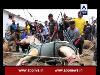 RIP SHAKTIMAN: The brave police horse loses battle with life