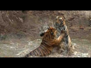 Jungle: Story of revenge that changed the law of forest