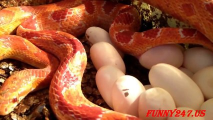 Amazing Snakes Laying Eggs Caught On Camera !!!