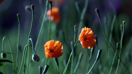 Tự làm son dưỡng môi tại nhà LÀM SON DƯỠNG MÔI BẰNG KẸO CAO SU